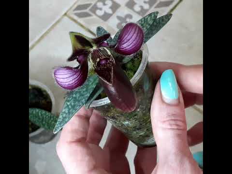 Видео: Paphiopedilum rungsuriyanum цветет