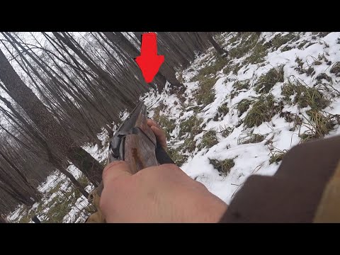 Видео: загонная охота на косулю 2020 .стрелял в загоне