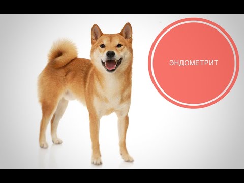 Видео: Эндометрит