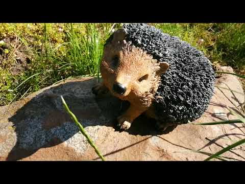 Видео: Сад, огород. Обзор красивой дачи.