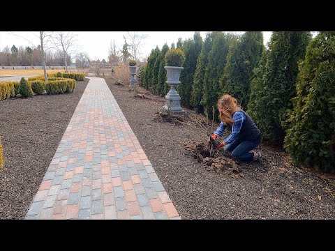 Видео: Пересадка 9 роз Дэвида Остина! 🌹🤞🌿 // Garden Answer