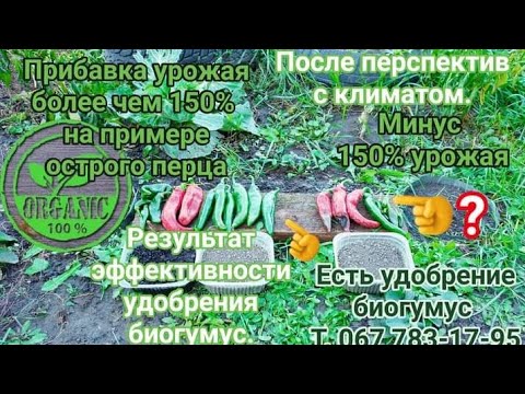 Видео: Результат исследования.Эффективности удобрения биогумус.Прибавка более чем 150% качественного урожая
