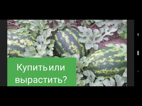 Видео: Арбузное мини поле. Ливия F1, Мелина F1, Эпика F1. Садить или купить у "профессионалов".