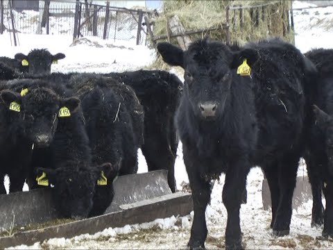 Видео: Выбраковка и лечение телят