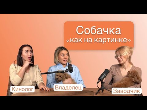 Видео: Той пудель | о модной породе