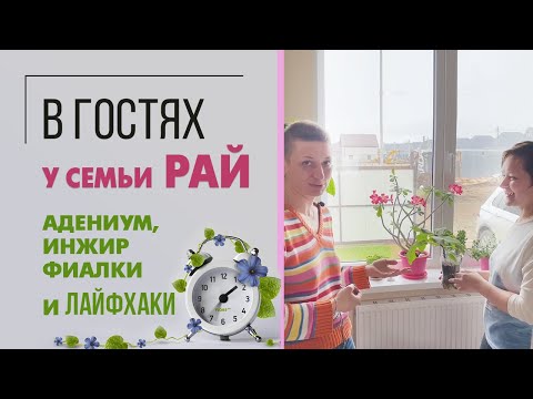 Видео: В гостях у семьи Рай | Адениум, инжир, фиалки и лайфхаки по уходу за растениями