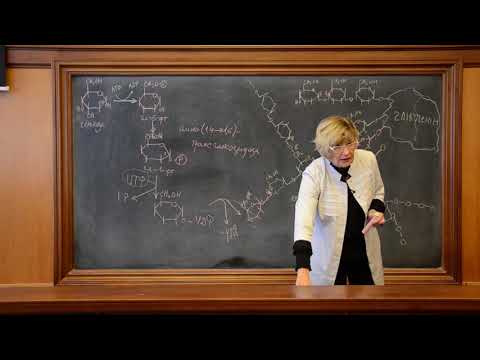 Видео: 3. Глікогеноліз. Частина 1