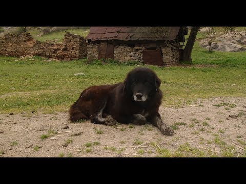 Видео: Документарен филм „Во потрага по карамани - Поменово, 2018“