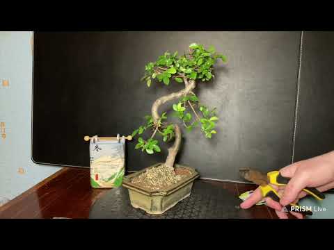 Видео: РАБОТА С ДЕРЕВЬЯМИ 2025, СЕРИЯ 2 - ВЯЗЫ КИТАЙСКИЕ