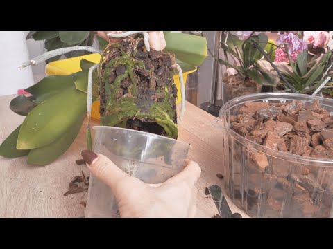 Видео: ЭТУ ПЕРЕСАДКУ ОРХИДЕЯ НЕ ЗАМЕТИТ! БЕЗ ПОТЕРИ КОРНЕЙ. АНТИСТРЕСС "ПЕРЕВАЛИ".