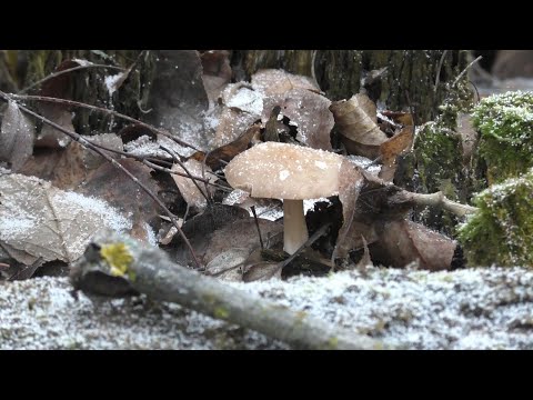 Видео: НОНСАНС! Грибы в декабре! Убежал в брошенный сад и НАШЁЛ ДЕРЕВО С ГРИБАМИ