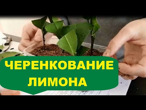 Видео: Черенкование лимона