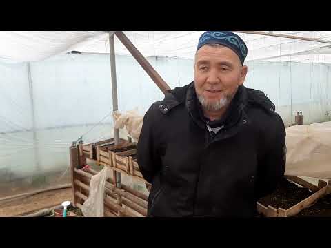 Видео: Павлония ағашын егудегі кейбір қәтеліктер. 8-702-917-40-07"""""8-705-218-66-68