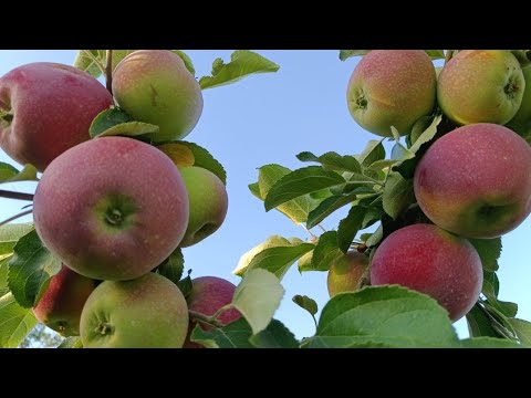 Видео: Жеміс ағашының түрлері, сорттары. Прививка, окулировка жасау. Күзде беретін тыңайтқыштар.