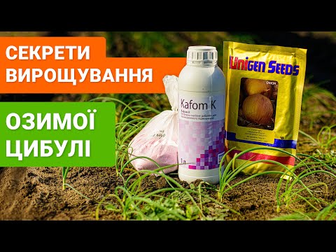 Видео: Cекрети вирощування озимої цибулі Екстра ерлі голд F1