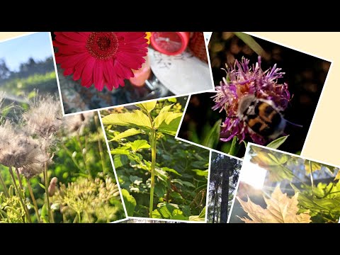 Видео: 😍 Мой АСМР 22-31 июля погода +30/31🌞🌦🌩⛈️🌦🌞🥰 