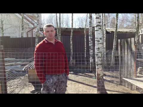 Видео: Ямное содержание кроликов