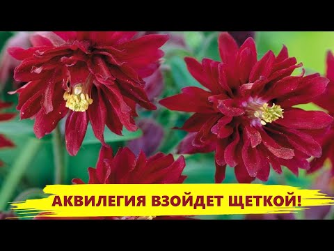 Видео: ОБЯЗАТЕЛЬНО ПОСЕЙТЕ АКВИЛЕГИЮ ЭТИМ СПОСОБОМ СЕЙЧАС! Тогда получите дружные и быстрые всходы!