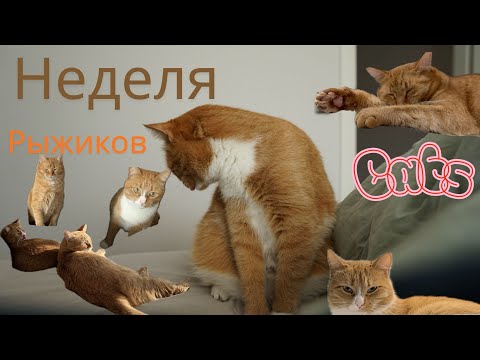 Видео: НЕДЕЛЯ с моими РЫЖИМИ котами:ЧТО ОНИ ТВОРИЛИ НА ЭТОТ РАЗ!!!!