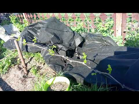Видео: Прошли заморозки что с виноградом