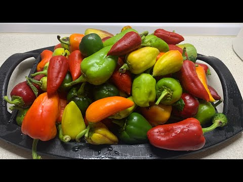 Видео: Квашеный  болгарский перец. Как заквасить перец.