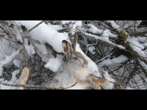 Видео: Охота на зайца, добыт 26 01 2024