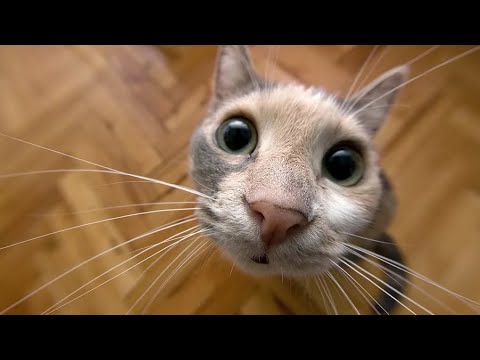 Видео: СМЕШНЫЕ КОТЫ ПРИКОЛЫ ПОДБОРКА СМЕШНЫЕ ВИДЕО|смешные приколы про котов #3