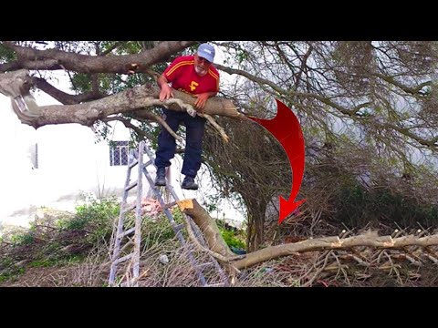Видео: Когда у лесорубов что-то пошло не так