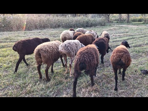 Видео: Туклихои фуруши арзон.  Ватсап 907 30 60 40 
