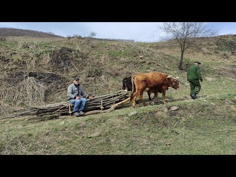 Видео: Забытый транспорт прошлого столетия. Запрягаем быков!