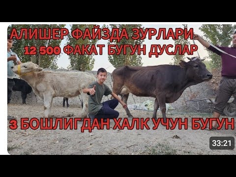 Видео: АРЗОНЧИ АЛИШЕР ФАЙЗ БУГУН ТРЕНТГА ЧКТИ БУНАКАСИ БУЛМАГАН ДУСЛАР ОЛГАН ОДАМЛАР МАЗЗА КЛАДИ БУГУН 
