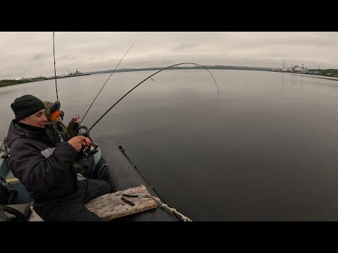 Видео: КОЛЬСКИЙ ЗАЛИВ. ГОРБУША И ТРЕСКА. ИЮЛЬ 2025