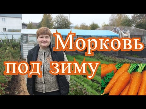 Видео: Посадка моркови под зиму. Подготовка грядок. (4.10.16 г. )