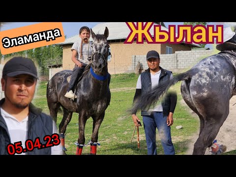 Видео: чаар ЖЫЛАН ЧООКЕР тарыхын айтып берди💥 ЭЛАМАН чоокер КЕЛИП ТУШТУ