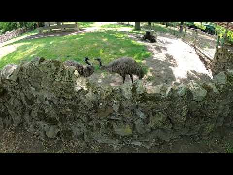 Видео: Зоопарк в Паличе - Zoološki vrt na Paliću