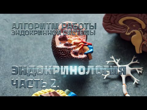 Видео: Алгоритм работы эндокринной системы. Эндокринология. Часть 2