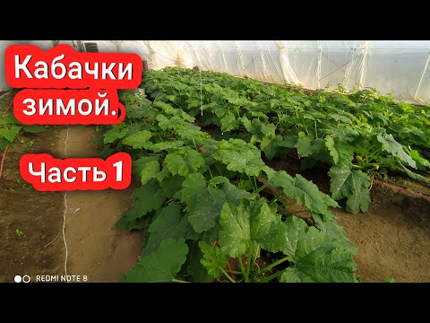 Видео: Кабачки зимой - миф или реальность? Кабачки в феврале. #кабачкизимой #каквыраститькабачки #кабачки