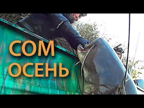 Видео: Осенняя подводная охота на трофейного сома и судака. Лучшие моменты прошлого сезона.