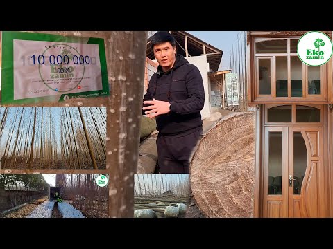 Видео: Жудаям қизиқарли ва фойдали маълумот бўлди.54.000.000. сўмга сотилган павловния