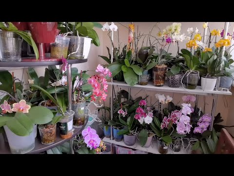 Видео: МОЙ Стеллаж. МНОООГО орхидей!