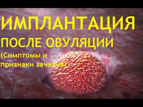 Видео: 👶Имплантация эмбриона.💕Когда она происходит после овуляции❓ Первые признаки и симптомы беременности!