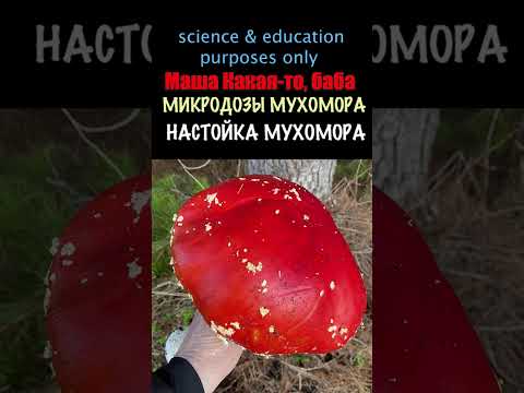 Видео: 23 🍄 ПРОПОРЦИИ НАСТОЙКИ 🍄 Микродозы Мухомора  ❤️  #мухомор #бабамаша #мухоморныймикродозинг