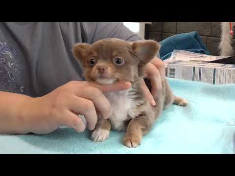 Видео: Щенки ЧИХУАХУА взвешивание,как предполагаем ВЕС взрослой собаки
