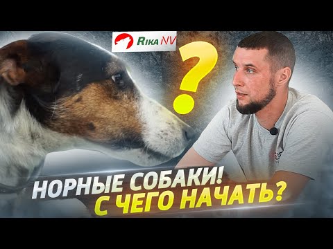 Видео: Охота с норными собаками! Как правильно подготовить собаку? В гостях у заводчика в Беларуси.