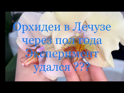 Видео: Орхидеи в Лечузе через пол года ! Эксперимент удался?🤔