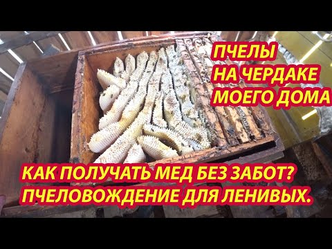 Видео: Много МЕДА от пчел с ЧЕРДАКА моего дома. Отчет.