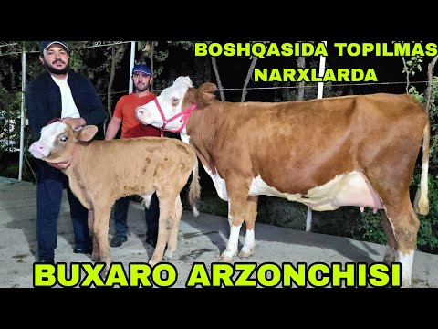 Видео: BUXORO ARZONCHISI Mizrobjon and Ashur akadan boshqa joyda topilmas narxlarda 9 октября 2025 г.