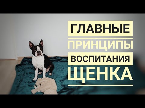 Видео: Три ключевых правила воспитания щенка/полоса препятствий/дрессировка