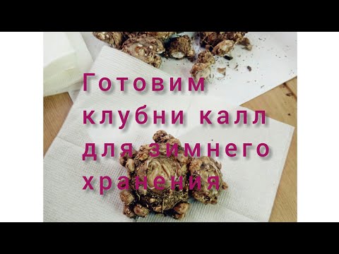 Видео: Есть секрет,как сохранить каллы(зантедеския)зимой?Укладываю,рассказываю,показываю,берите в копилочку