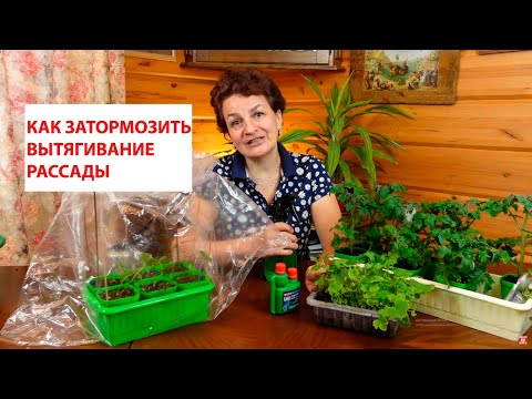 Видео: РАССАДА ТОМАТОВ ВЫТЯНУЛАСЬ! ВЫБРОСИТЬ СРАЗУ ИЛИ ПОПРОБОВАТЬ СПАСТИ? Как помочь слабой рассаде.